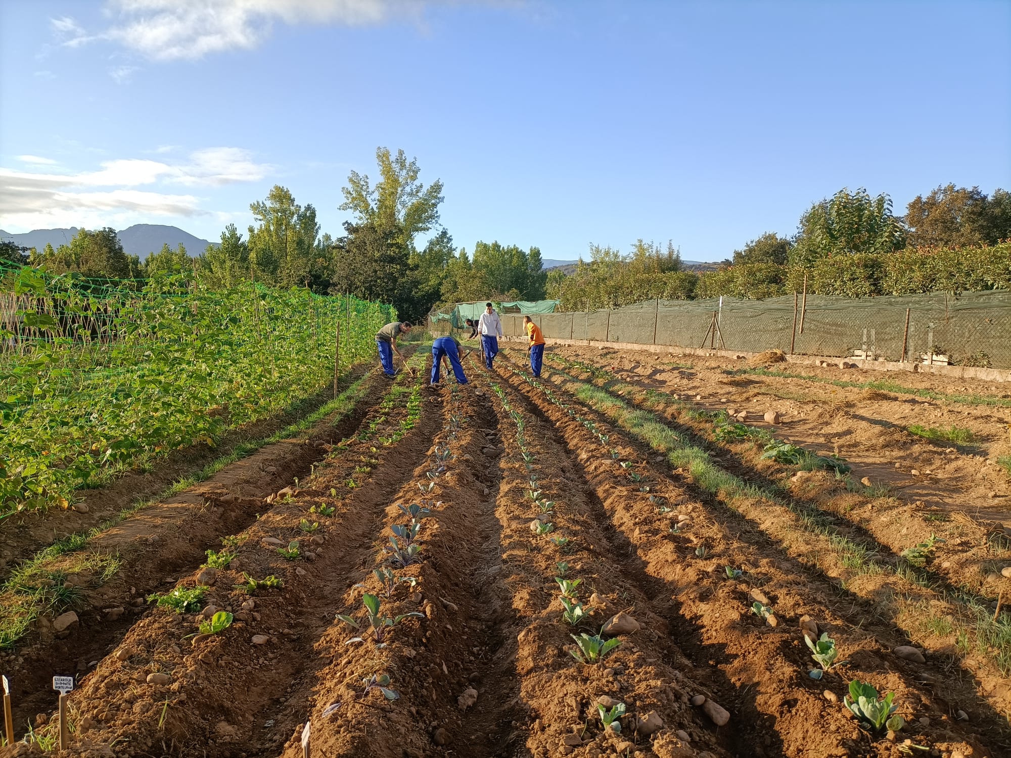 Huerta en producci&oacute;n 2