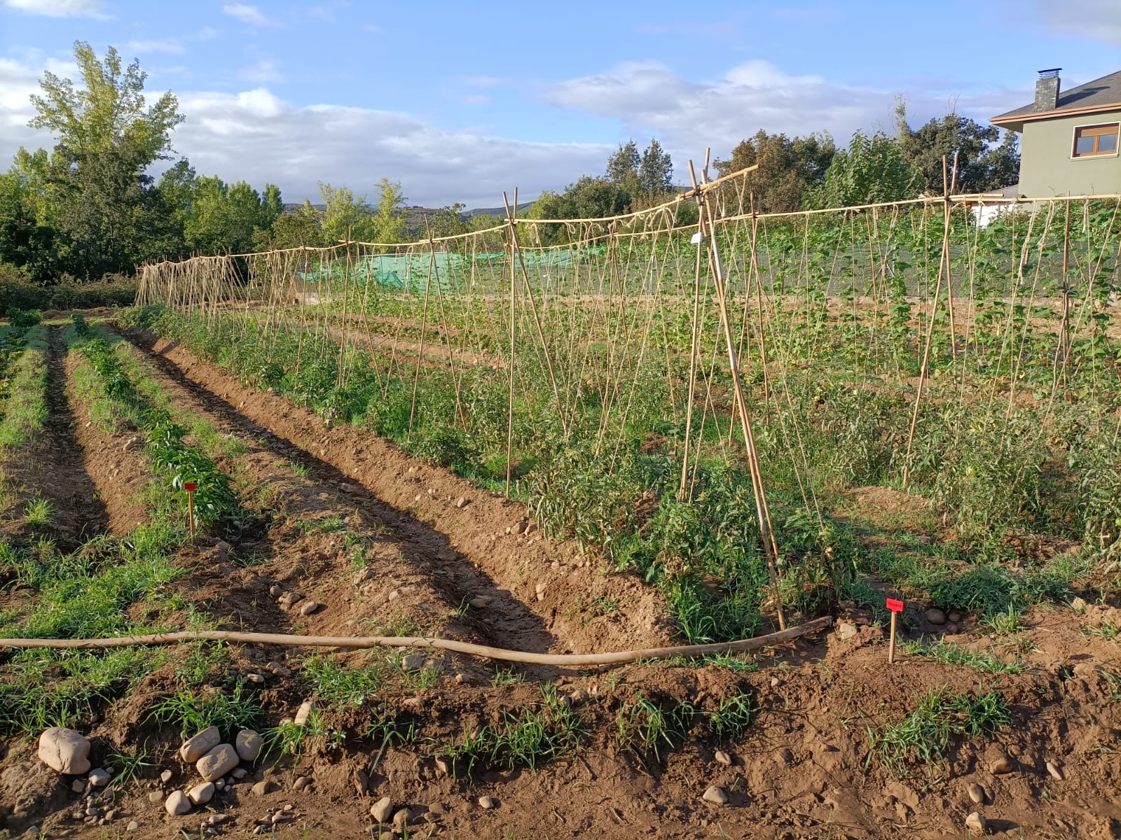 Huerta en producci&oacute;n 3