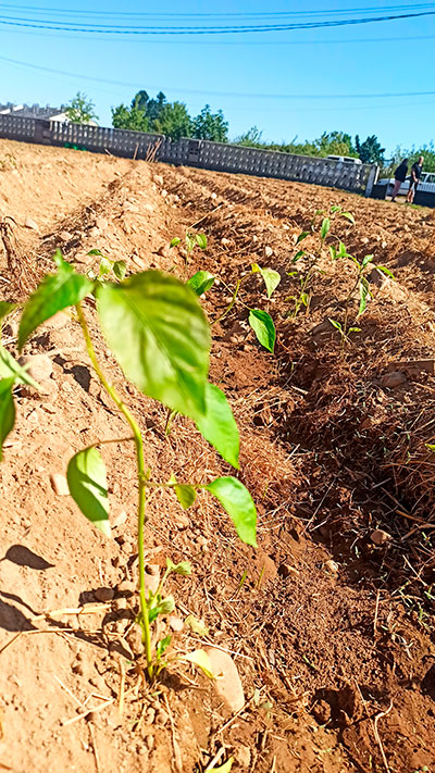 Plantación 1