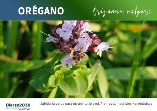 Or&eacute;gano