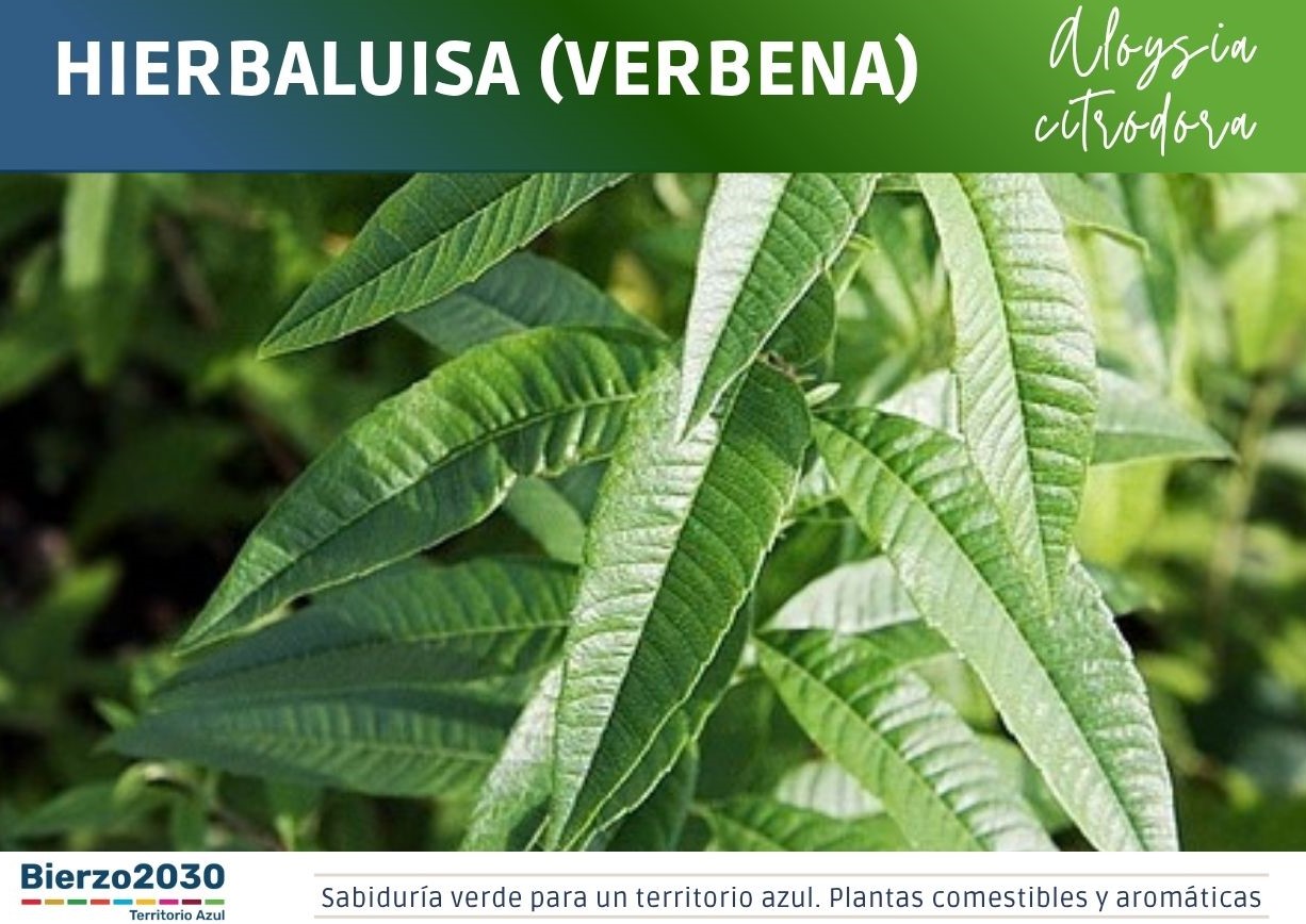 Hierbaluisa