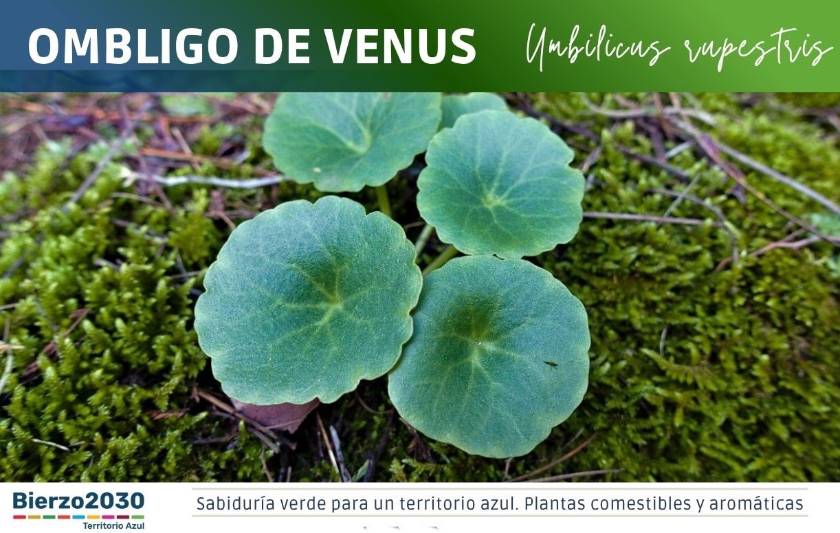 Ombligo de venus