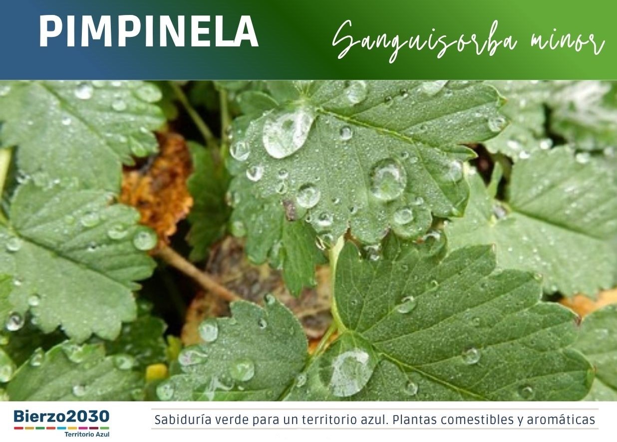 Pimpinela