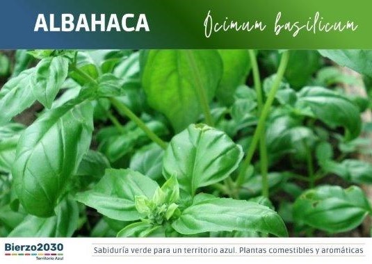 Albahaca