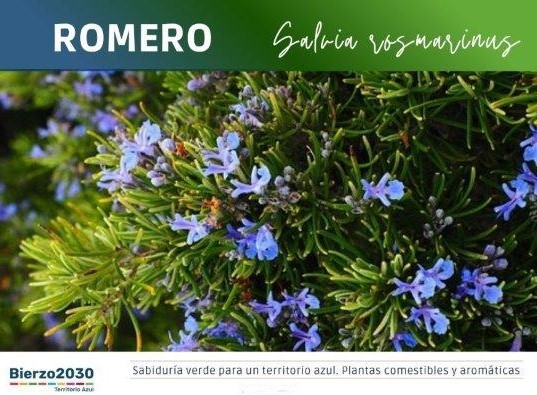 Romero