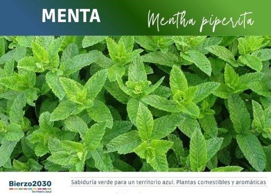 Menta
