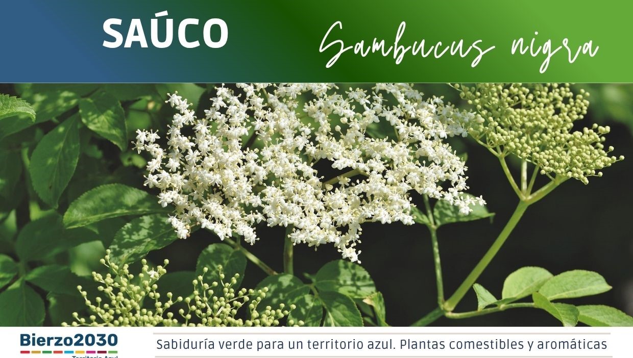 Sa&uacute;co