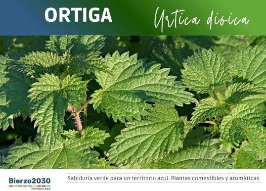 Ortiga