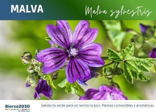 Malva