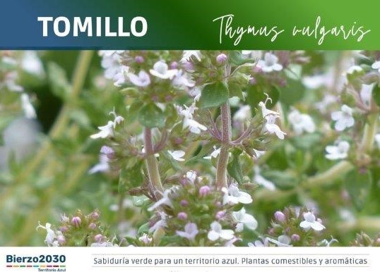 Tomillo