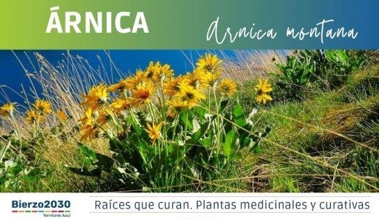 &Aacute;rnica