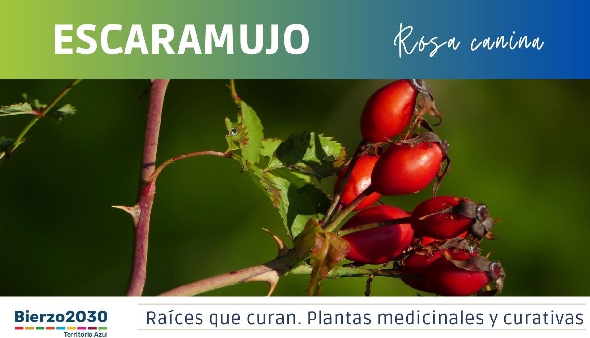 Escaramujo