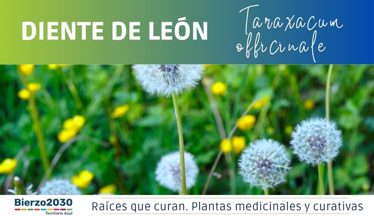 Diente de Le&oacute;n