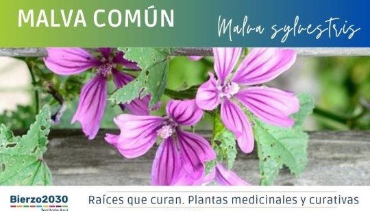 Malva