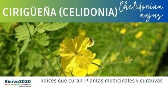 Celidonia