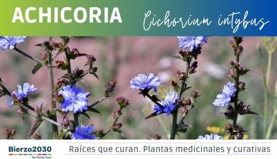 Achicoria