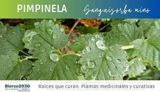 Pimpinela