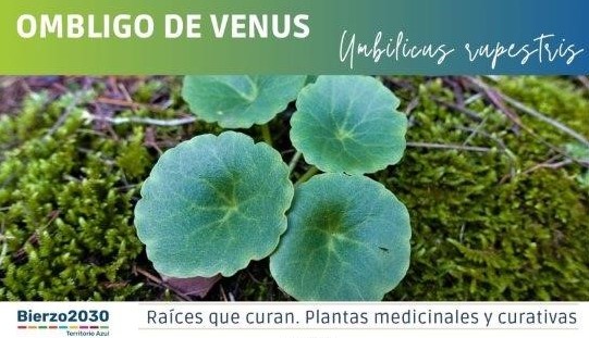 Ombligo de Venus