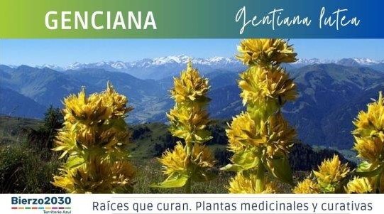 Genciana