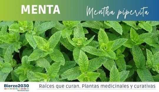 Menta