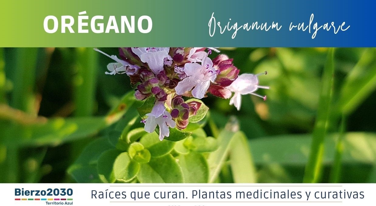 Or&eacute;gano