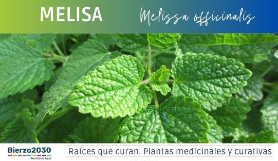 Melisa