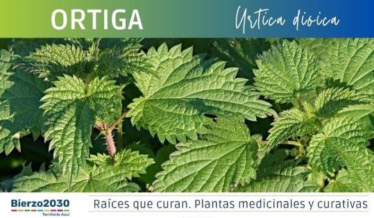 Ortiga
