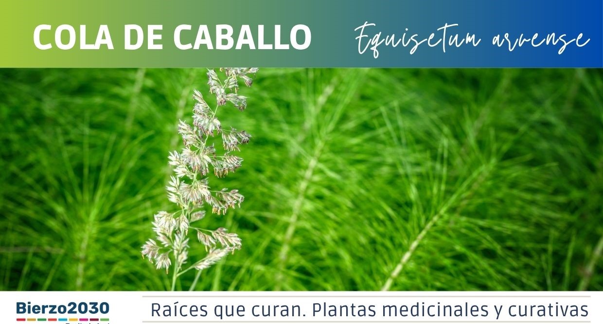 Cola de caballo